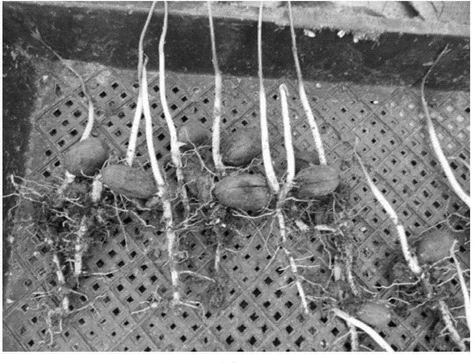 Method for rapidly propagating apocarya good variety seedlings