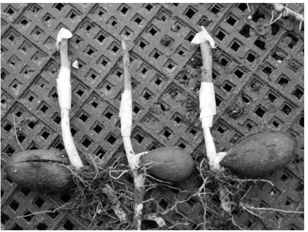 Method for rapidly propagating apocarya good variety seedlings