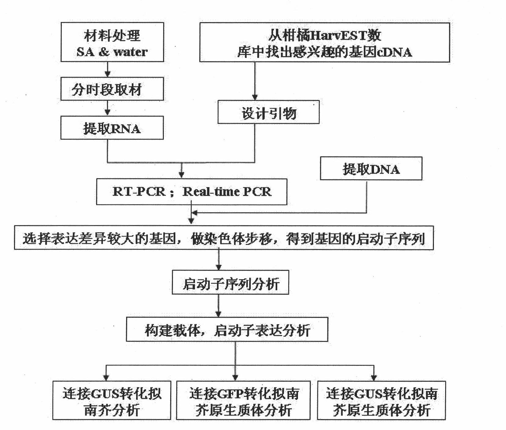 Separation and application of salicylic acid-induced citrus sinensis osbeck promoter GSTU19P