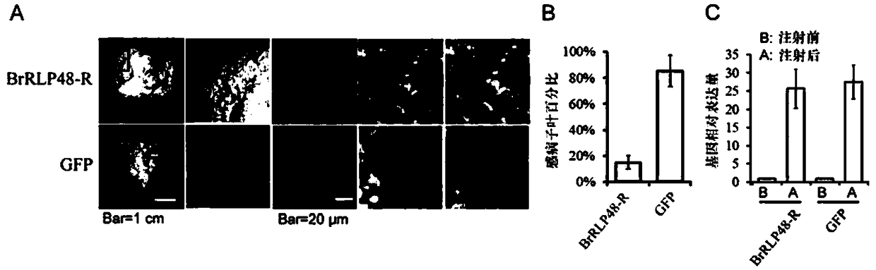 Downy mildew resistance gene BrRLP48 on Chinese cabbage A04 chromosome and SNP (single-nucleotide polymorphism) marker linked to same