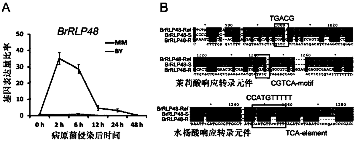 Downy mildew resistance gene BrRLP48 on Chinese cabbage A04 chromosome and SNP (single-nucleotide polymorphism) marker linked to same