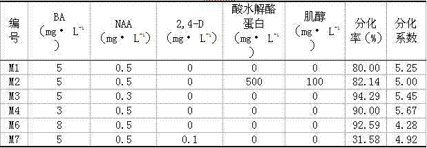 Use of young scape as explant for quick propagation and transgenosis of Chinese sacred lily