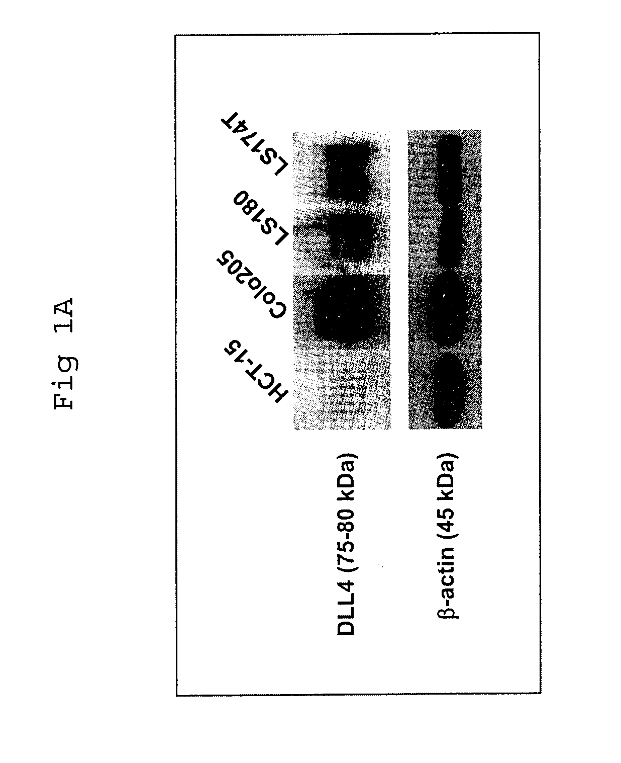 Methods of enhancing the response to radiation in tumor therapy using anti-DLL4 antibodies