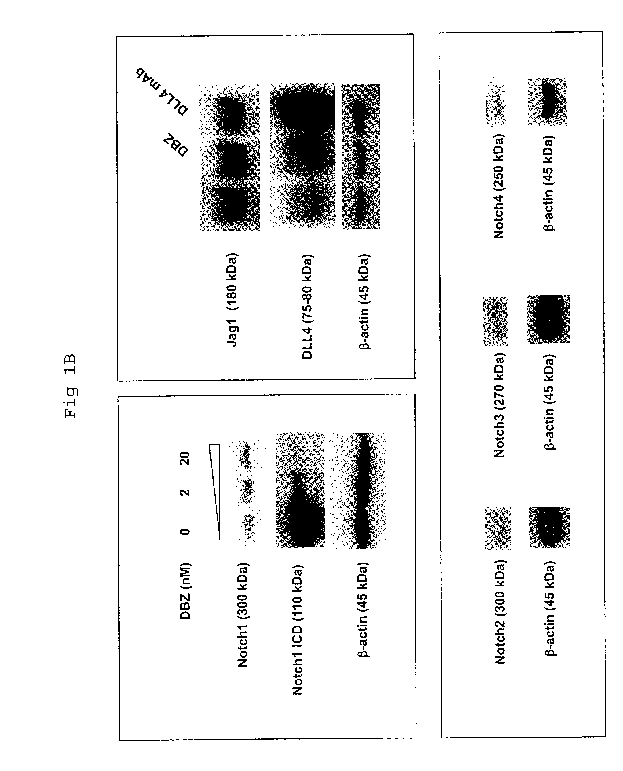 Methods of enhancing the response to radiation in tumor therapy using anti-DLL4 antibodies