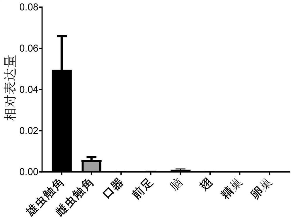 dsRNA, coding gene, preparation method and application thereof designed based on sex pheromone receptor gene or5m of Periplaneta americana