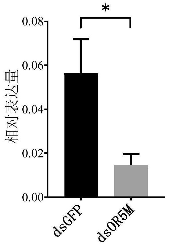 dsRNA, coding gene, preparation method and application thereof designed based on sex pheromone receptor gene or5m of Periplaneta americana