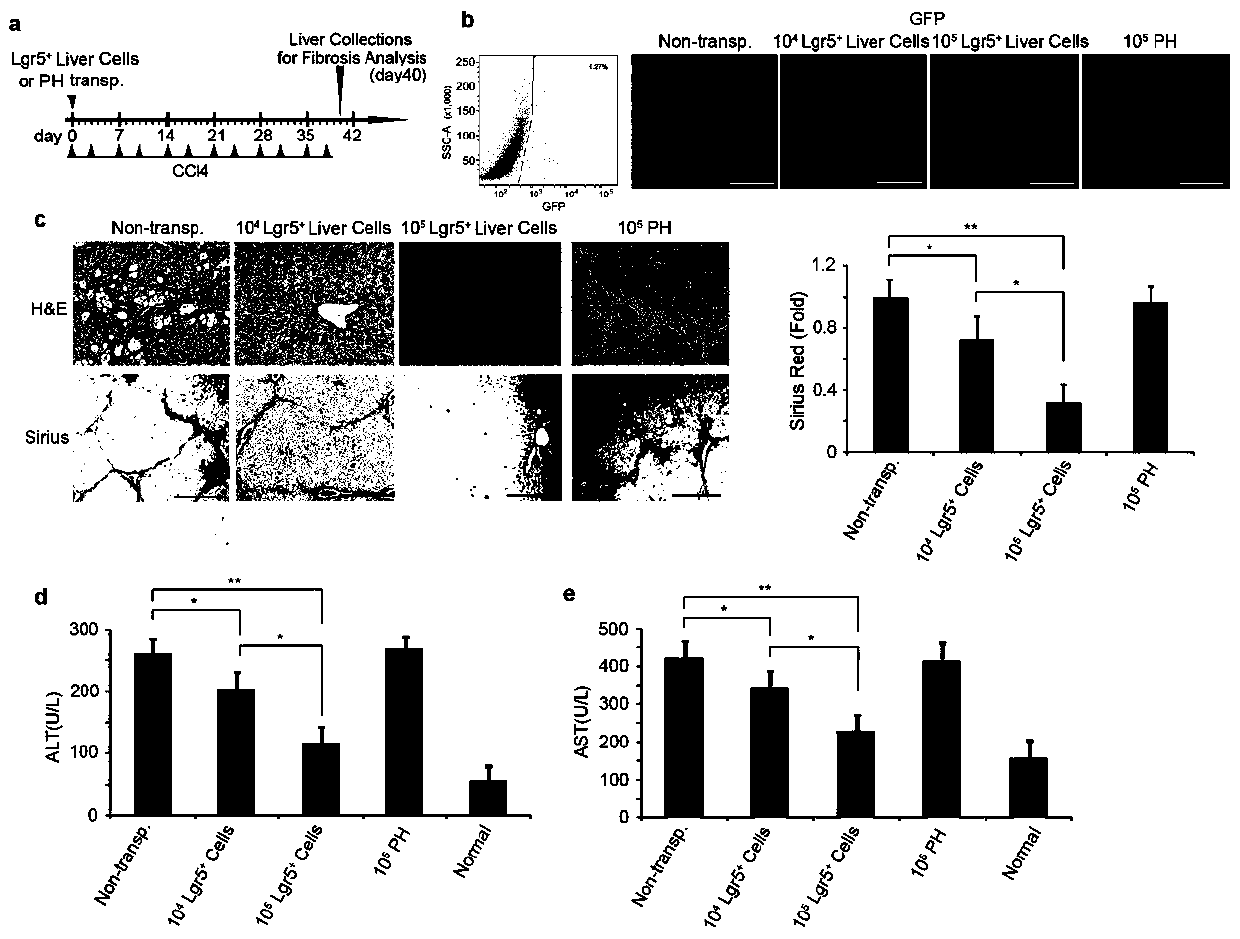 Method and application of co-inducing the increase of endogenous lgr5+ liver stem cells