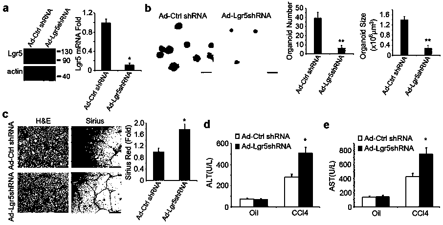 Method and application of co-inducing the increase of endogenous lgr5+ liver stem cells