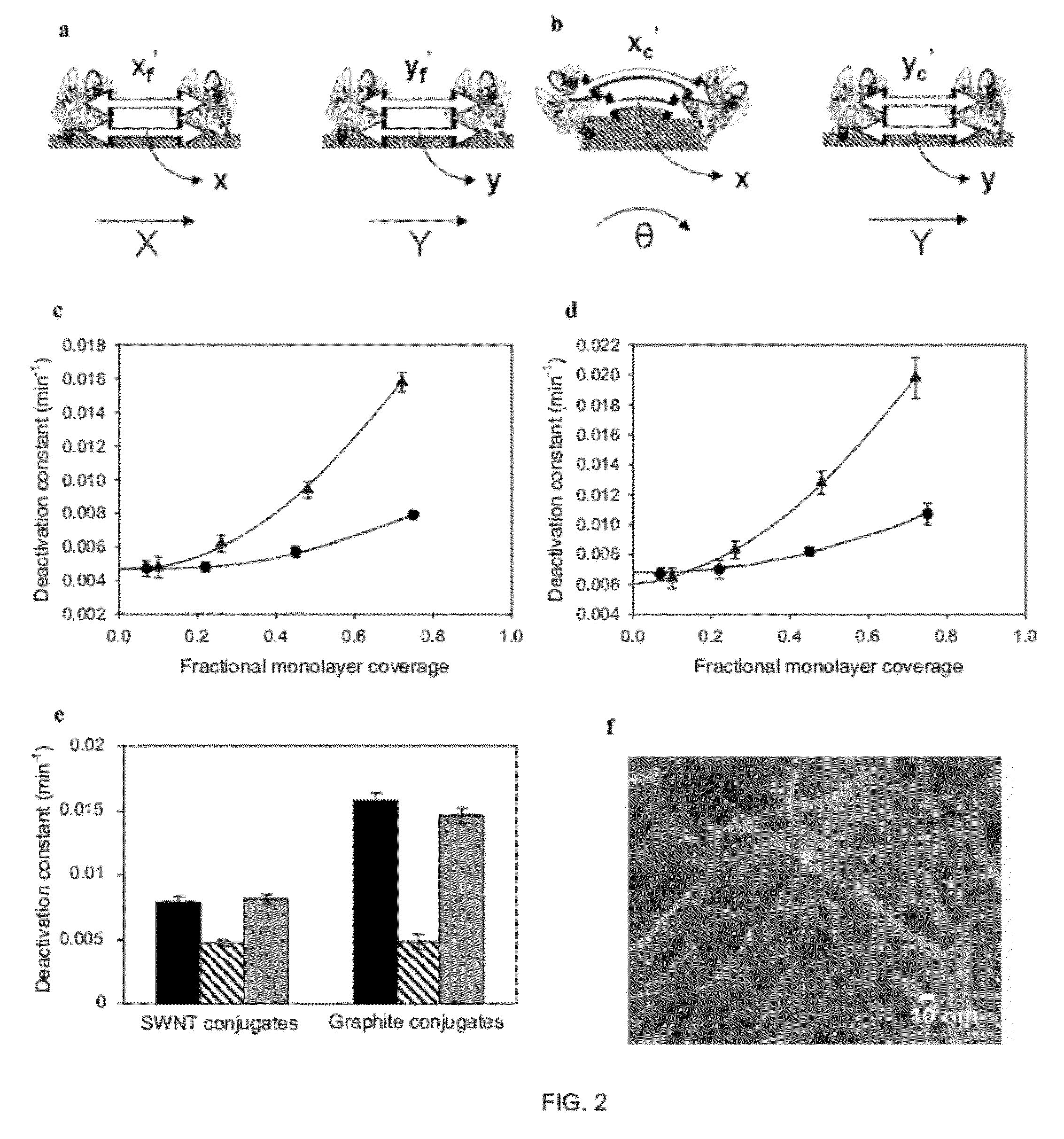 Enhanced Stability of Proteins Immobilized on Nanoparticles