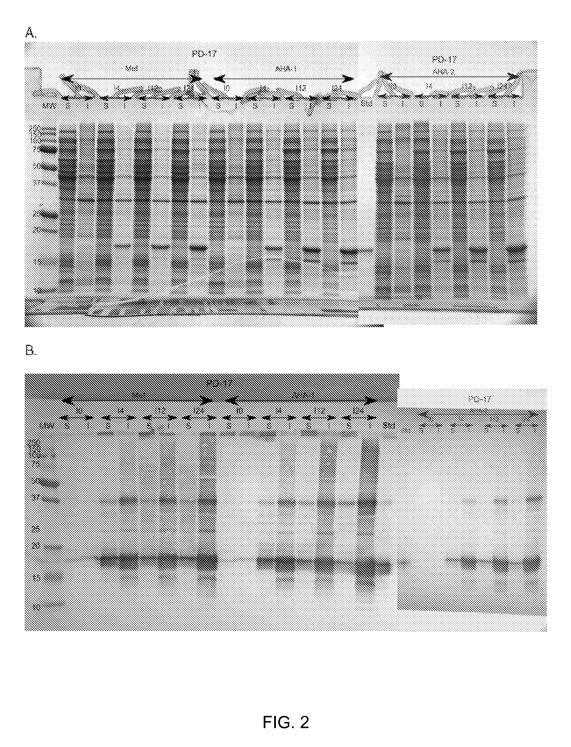 Production of recombinant proteins utilizing non-antibiotic selection methods and the incorporation of non-natural amino acids therein