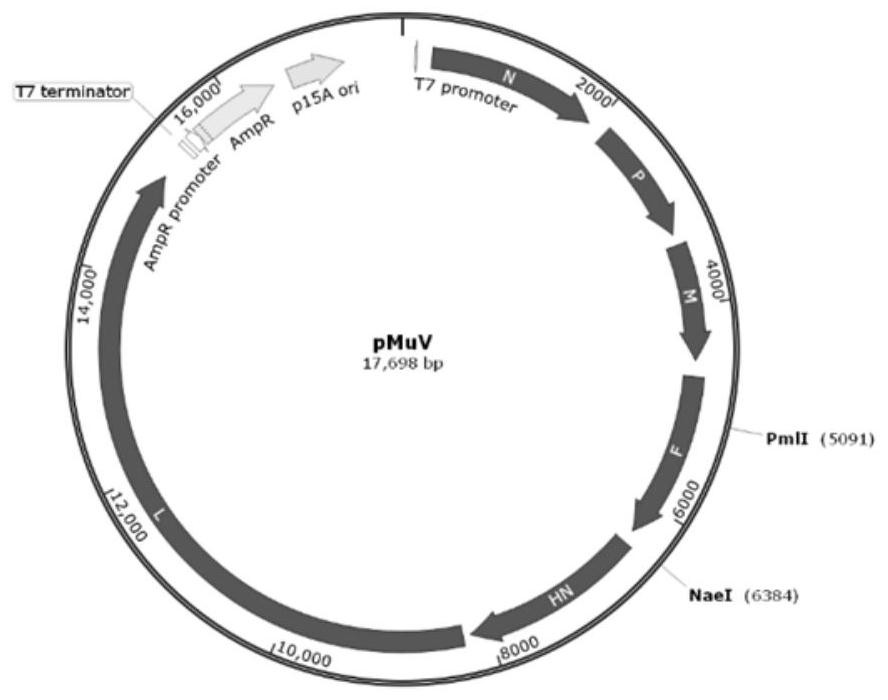 Recombinant F genotype mumps virus live vector measles vaccine