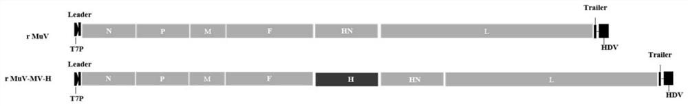 Recombinant F genotype mumps virus live vector measles vaccine