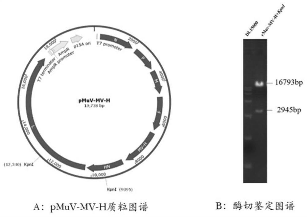 Recombinant F genotype mumps virus live vector measles vaccine