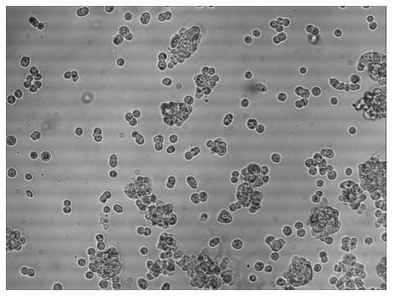 A method for preparing mink distemper antigen protein complex, antigen protein complex and application thereof