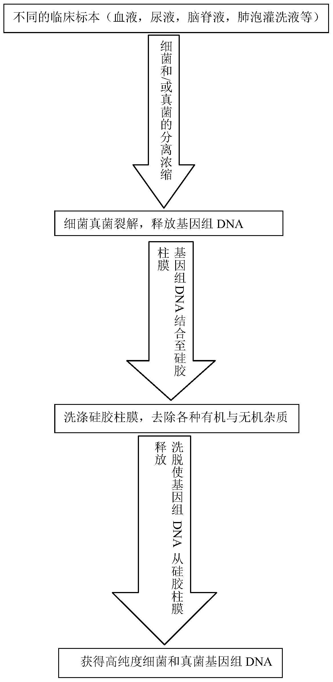 Genomic DNA extraction method suitable for bacteria and/or fungi