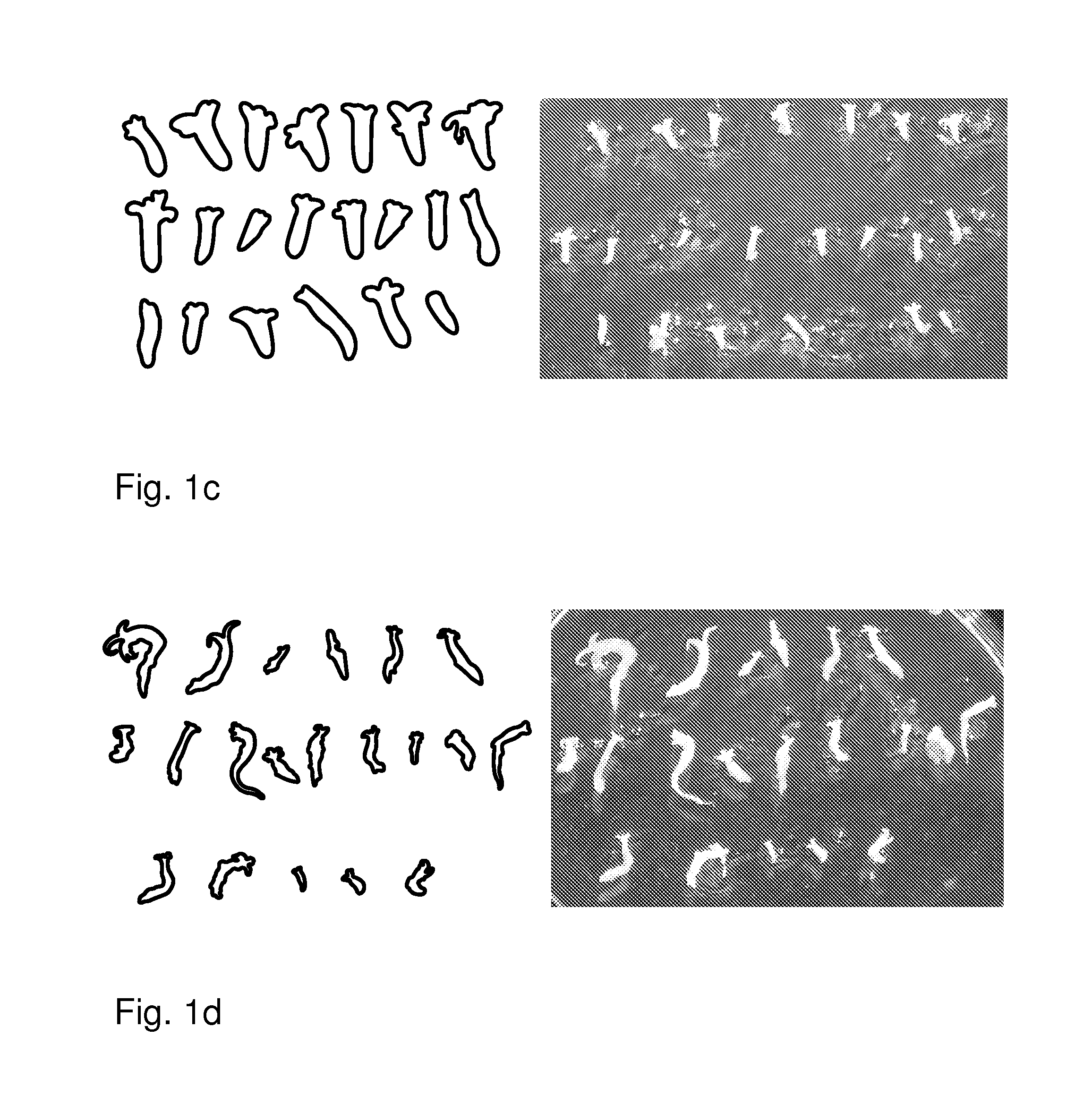 Method for maturing and synchronizing conifer somatic embryos