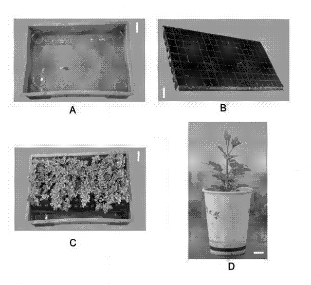 Method for screening variety with highest nitrogen use ratio from various cut-flower chrysanthemum varieties