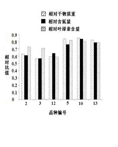 Method for screening variety with highest nitrogen use ratio from various cut-flower chrysanthemum varieties