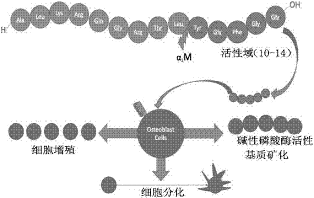 Preparation method of co-crosslinked double network hydrogel scaffold for promoting osteogenic growth