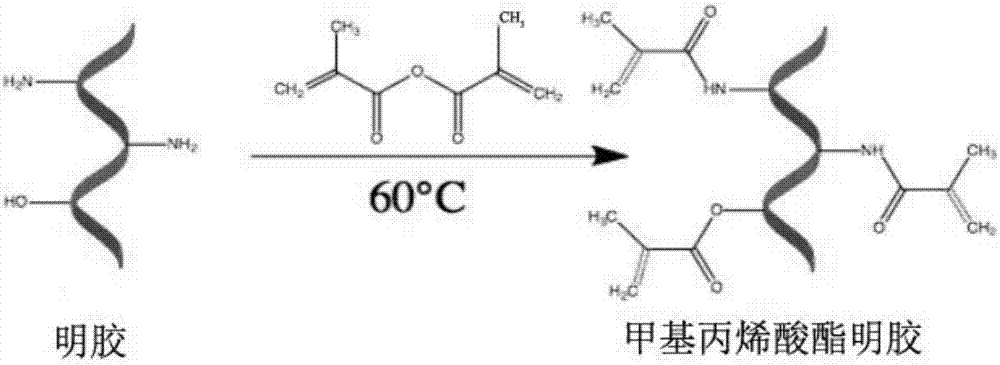 Preparation method of co-crosslinked double network hydrogel scaffold for promoting osteogenic growth