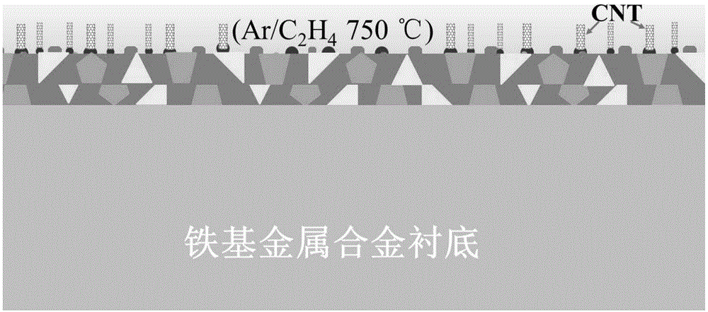 Preparation method for carbon nanotube array cathode on Fe-based metal alloy substrate