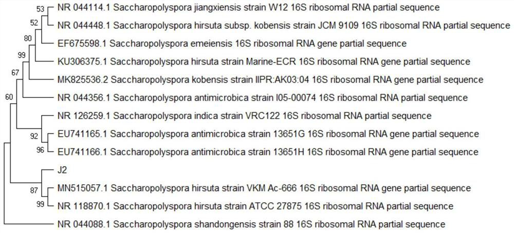 Saccharopolyspora composition and its application in food