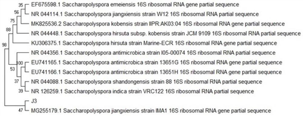 Saccharopolyspora composition and its application in food