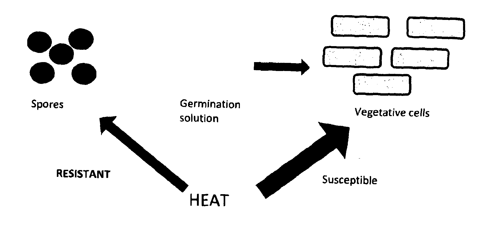 Compositions comprising a germinant and an antimicrobial agent