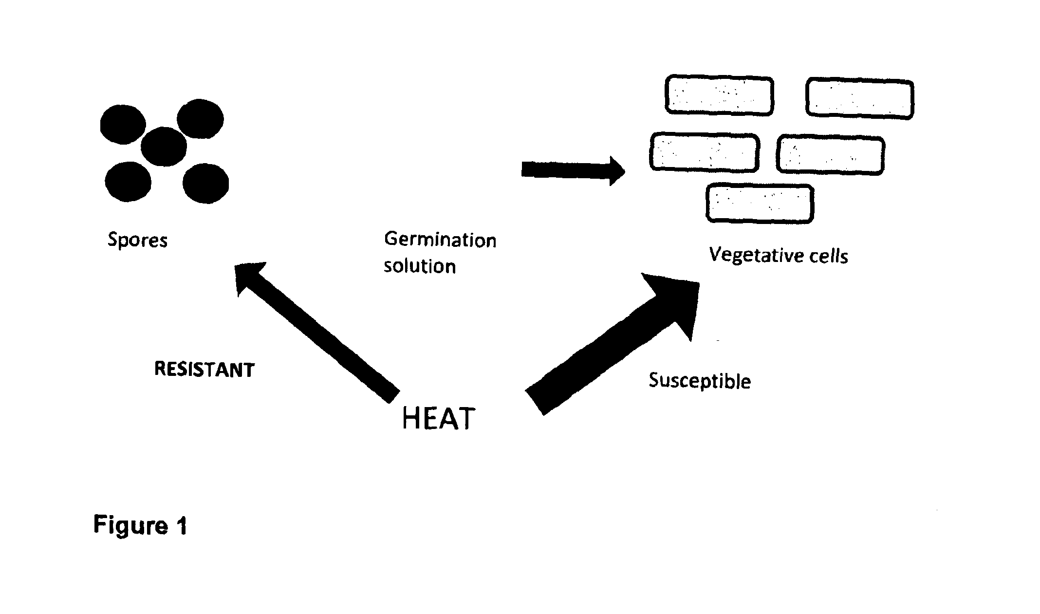 Compositions comprising a germinant and an antimicrobial agent