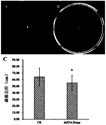 R.solani AG1-IA pathogenic related gene and application thereof