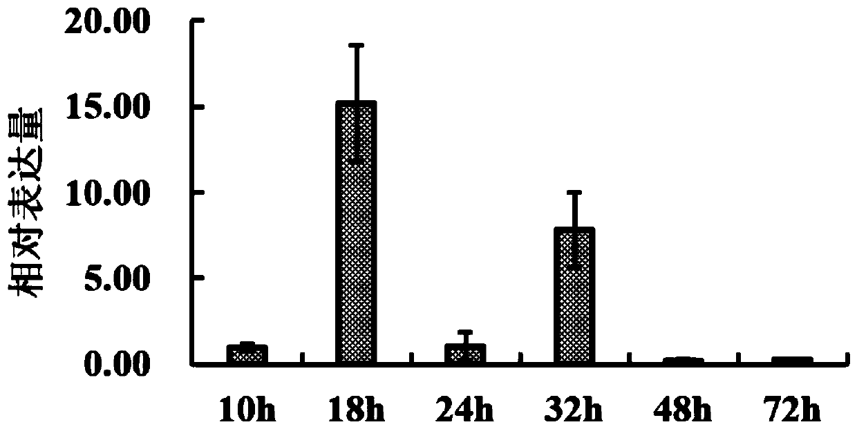 R.solani AG1-IA pathogenic related gene and application thereof