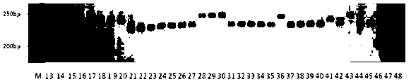 Development and application method of solanum melongena L. EST-SSR marker