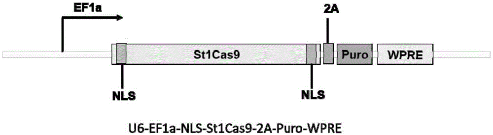 Human CCR5 gene target sequence recognized by streptococcus thermophilus CRISPR (clustered regularly interspaced short palindromic repeat)-Cas9 (CRISPR-associated protein 9) system, sgRNA (single guide ribonucleic acid) and application