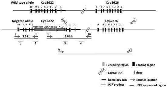 Construction method of humanized CYP2D6*10 transgenic mouse model