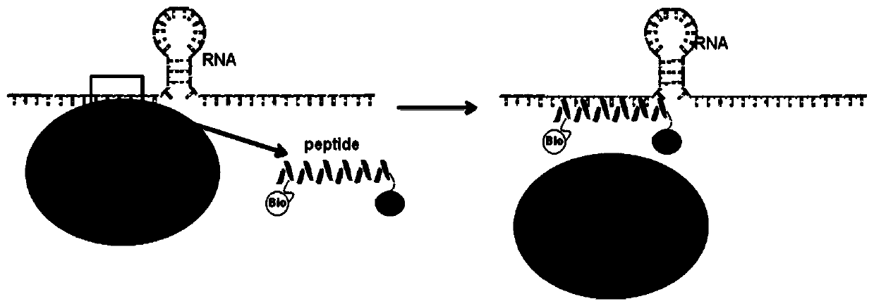 A kind of polypeptide dip-13 that can antagonize ddx3 protein RNA binding activity and its application