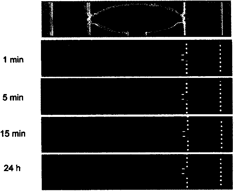 Micro-fluidic chip and method for research on oriented movement of cell in three-dimensional medium