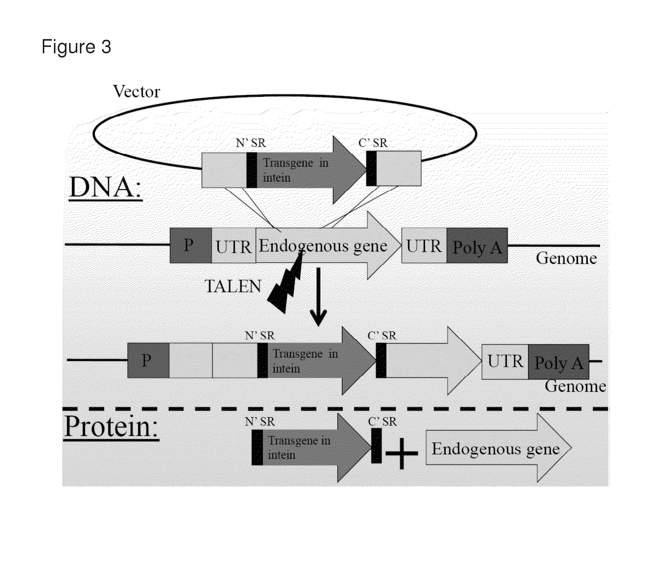 Non-disruptive gene targeting