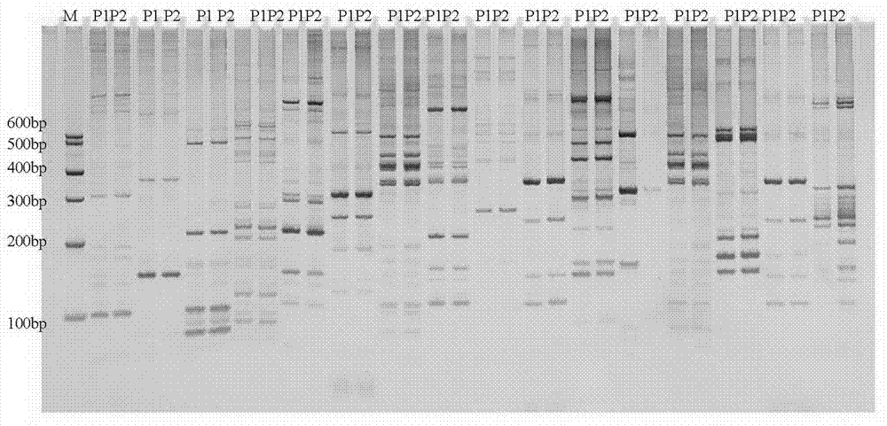 SRAP molecular marker closely linked with male sterility genes of tomatoes and preparation method thereof