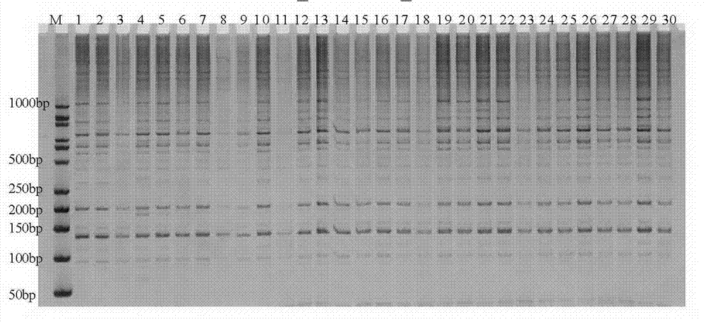 SRAP molecular marker closely linked with male sterility genes of tomatoes and preparation method thereof