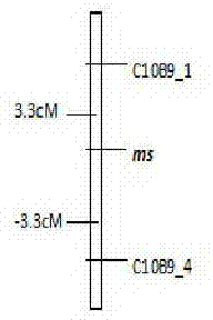 SRAP molecular marker closely linked with male sterility genes of tomatoes and preparation method thereof