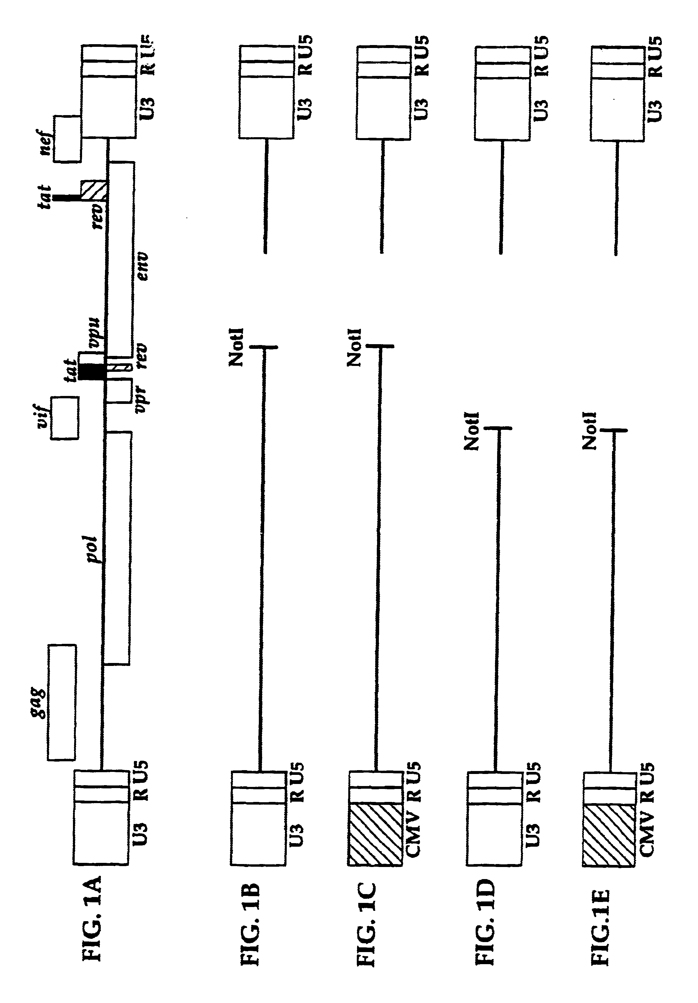 Compositions and methods for determining anti-viral drug susceptibility and resistance and anti-viral drug screening