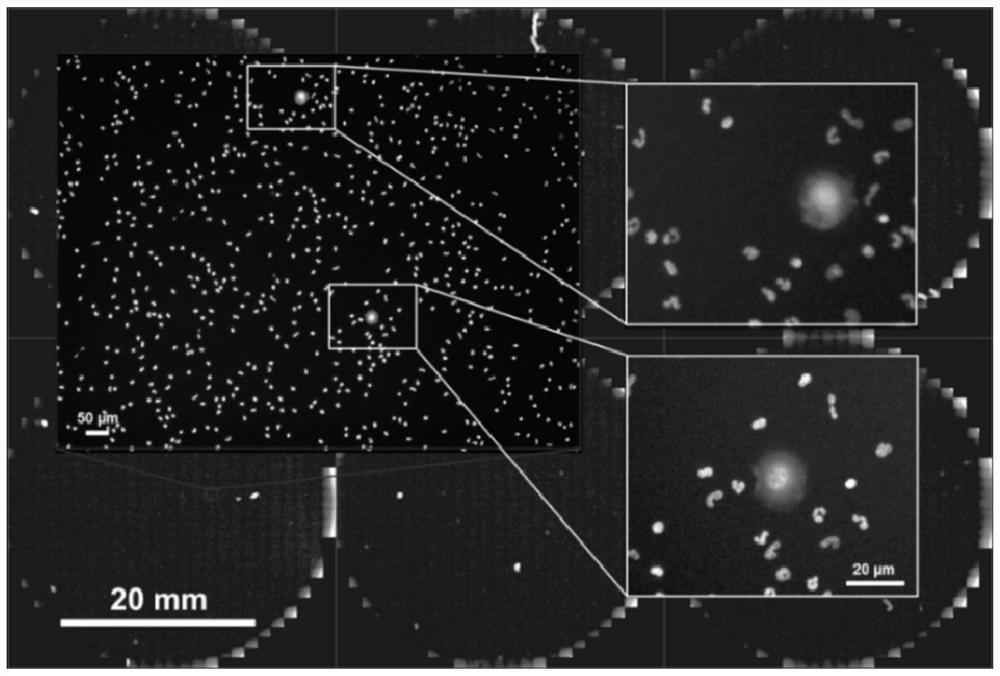 Specific method for detecting breast cancer circulating tumor cells by adopting HER2 antibody immunofluorescence method