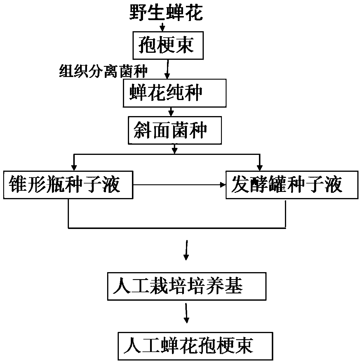 A kind of artificial cultivation method of I. cicadae and Chinese medicinal material Cicada japonica