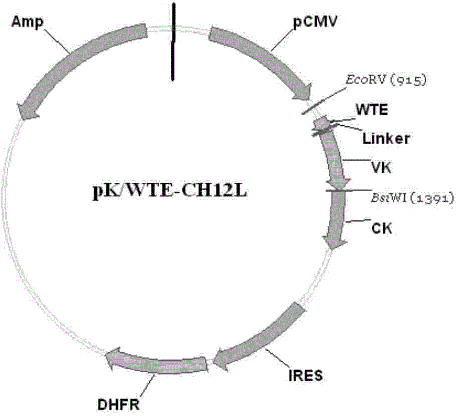 System for inhibiting pathological target cells in space-time adjustable manner