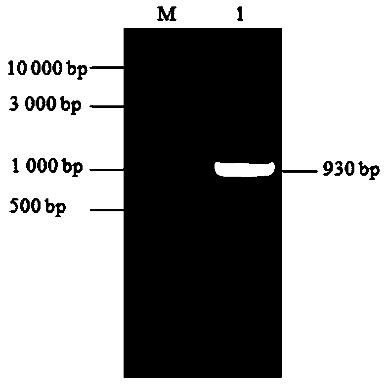 PD-1 (programmed death 1) nanoantibody and preparation method and application thereof