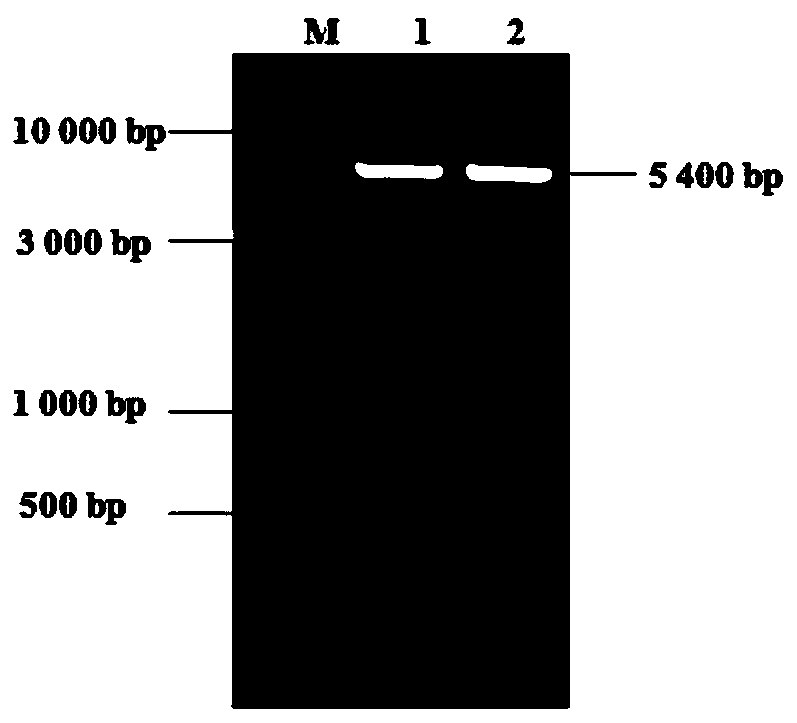 PD-1 (programmed death 1) nanoantibody and preparation method and application thereof