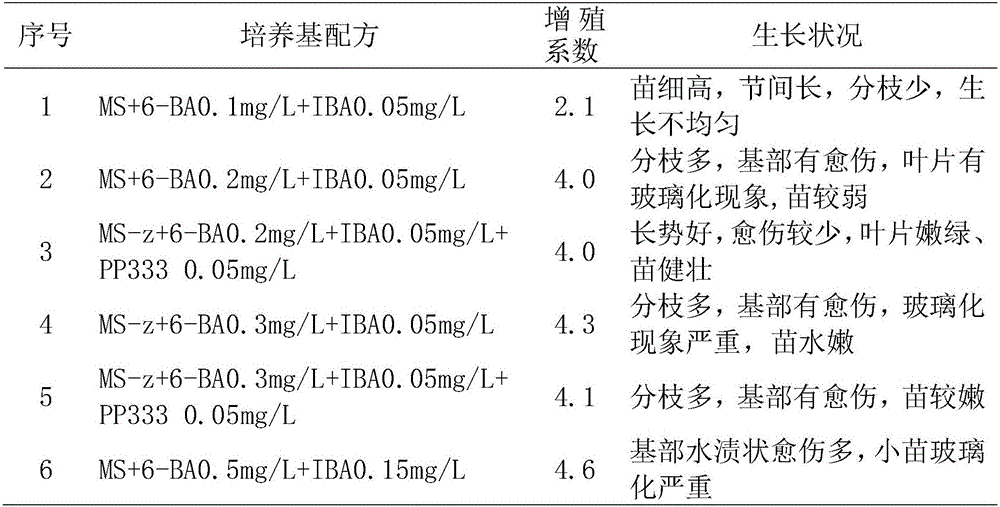 Tissue culture rapid-propagation seedling culture method of vernonia amygdalina