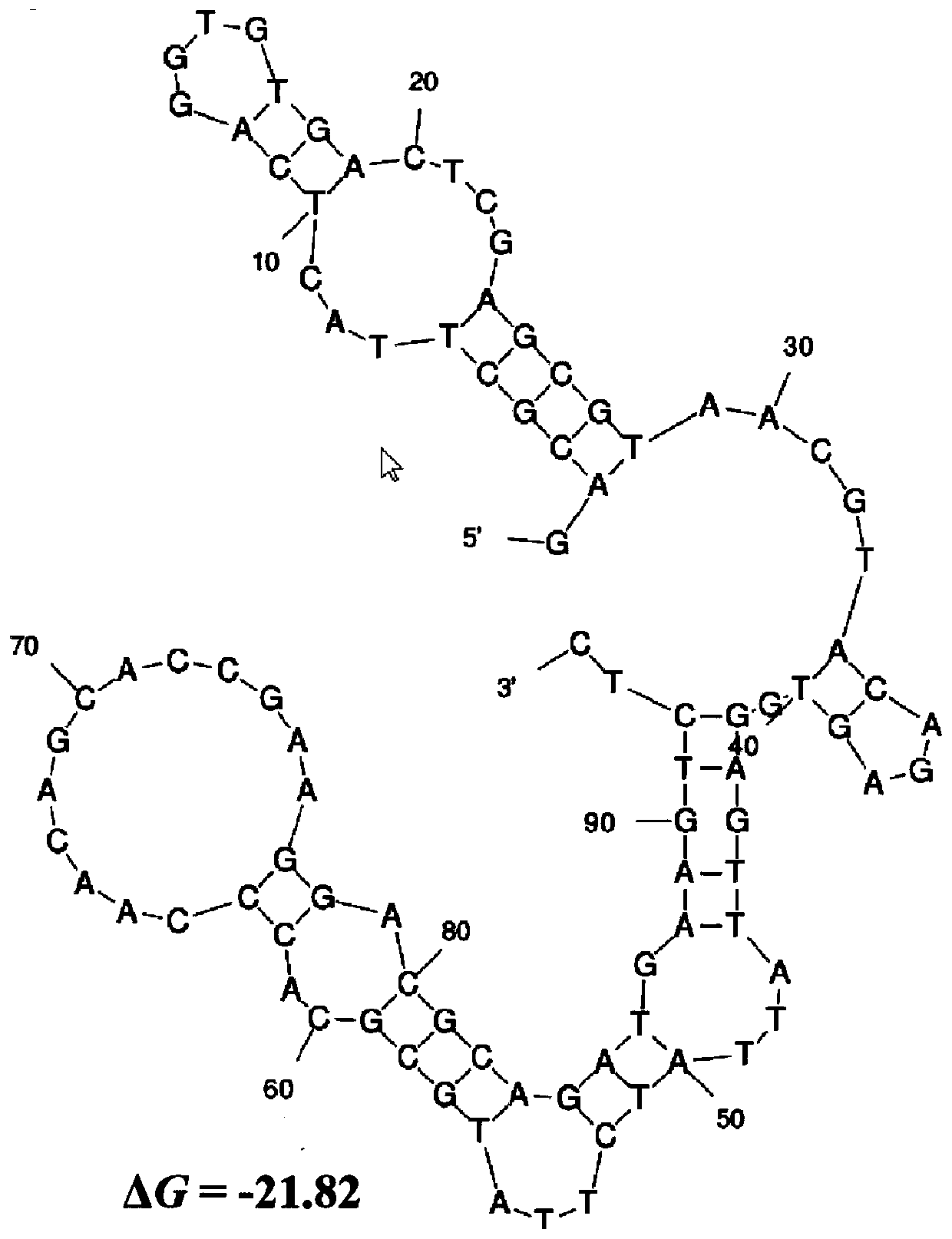 Nucleic acid ligand for soft-shelled turtle iridovirus, and construction method and application thereof