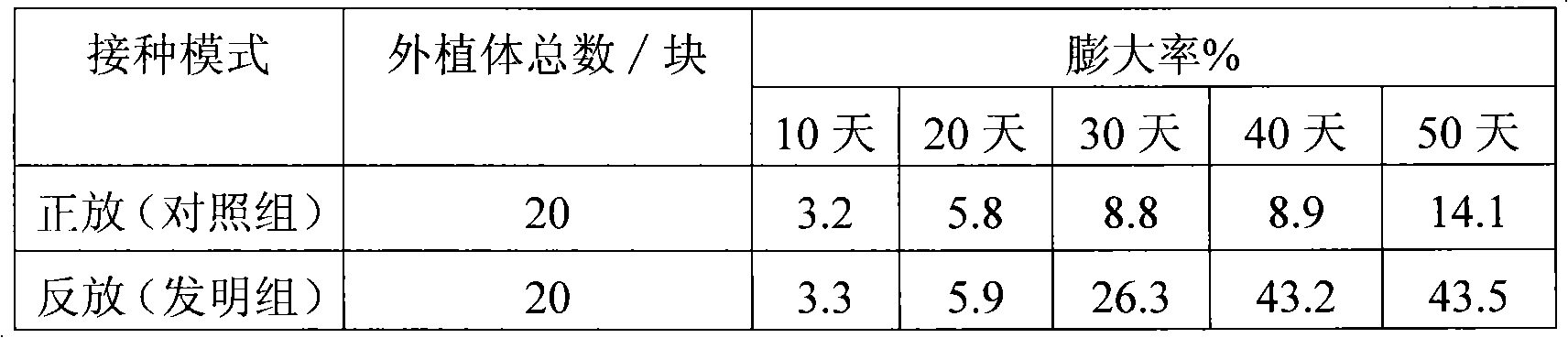 Inoculation method for tissue culture of Rieger Begonia