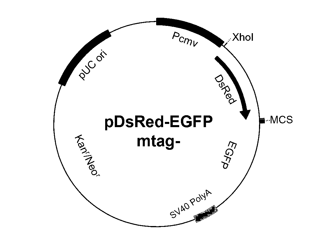 Method for establishing finite cell strain for screening read-though promoting drug